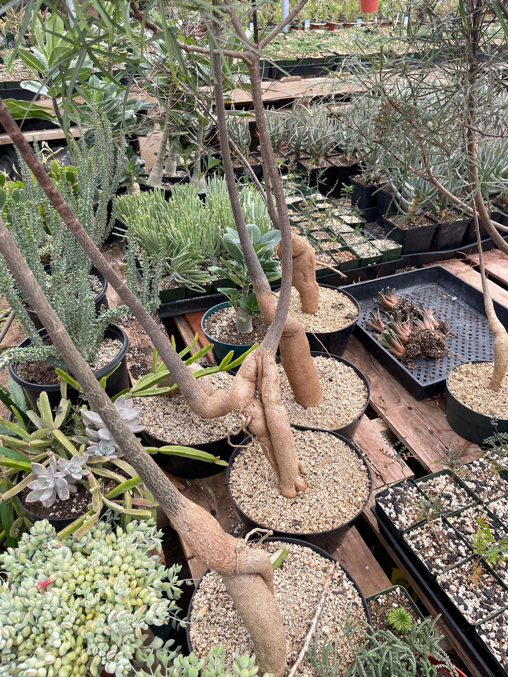 Queensland Bottle Tree – 8” Pot – 4-5 Ft Tall