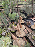 Queensland Bottle Tree – 8” Pot – 4-5 Ft Tall