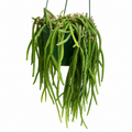 Rhipsalis Baccifera exotic epiphytic jungle cactus 6 inch pot full