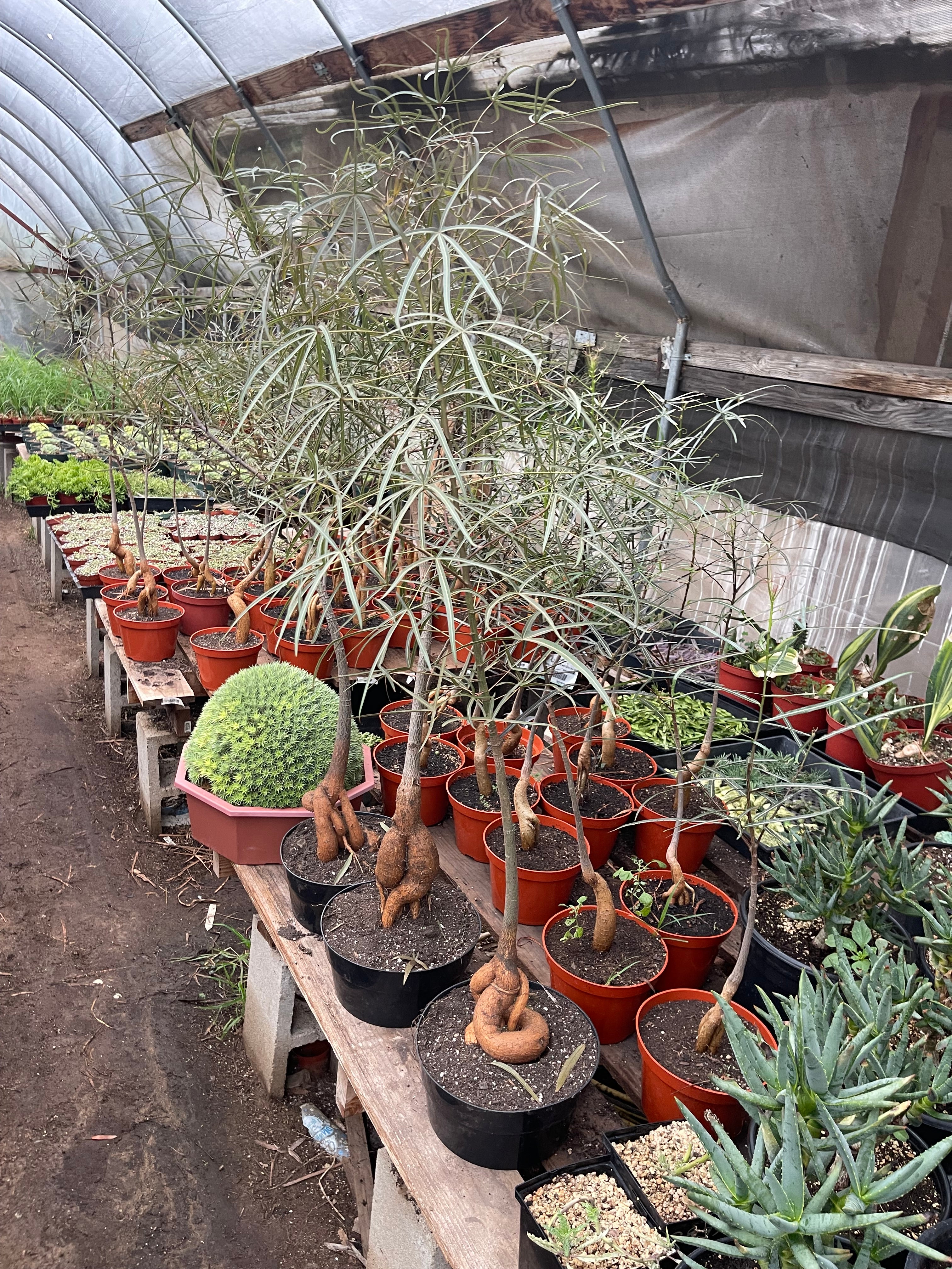Queensland Bottle Tree (Brachychiton rupestris) – 4–5 Ft Live Tree
