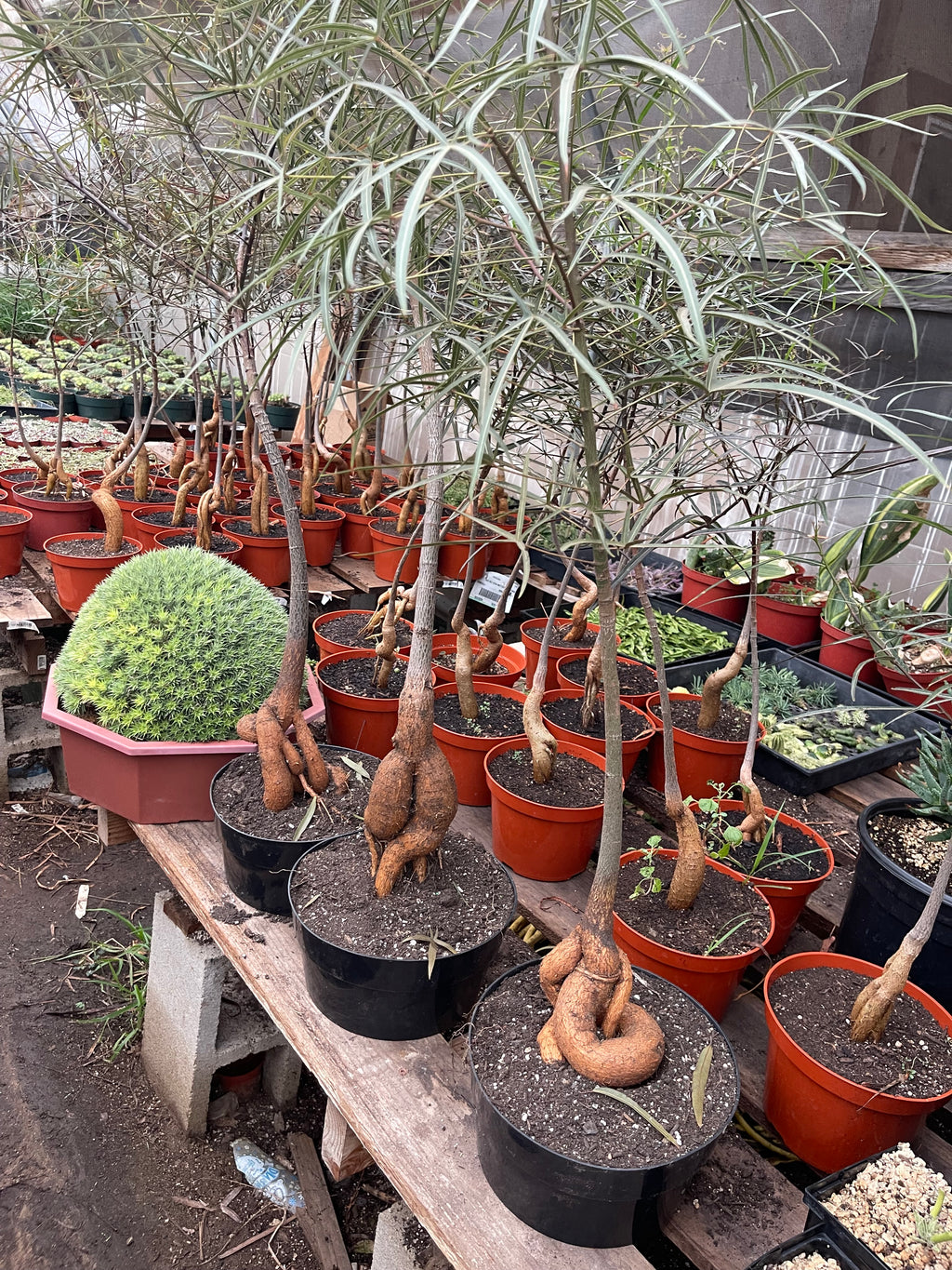 Queensland Bottle Tree (Brachychiton rupestris) – 4–5 Ft Live Tree