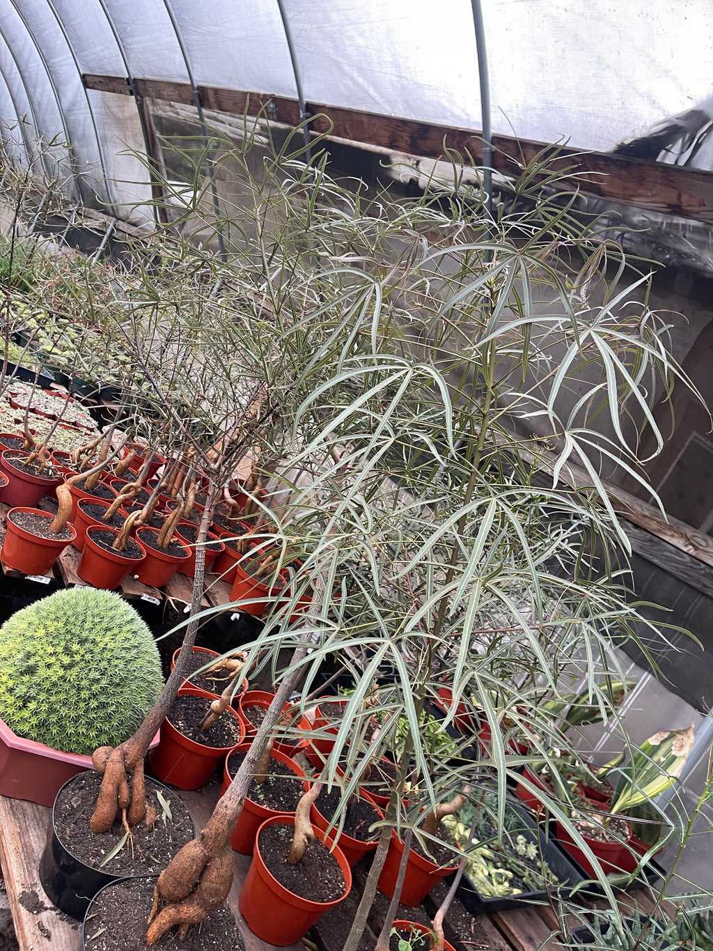 Queensland Bottle Tree (Brachychiton rupestris) – 4–5 Ft Live Tree