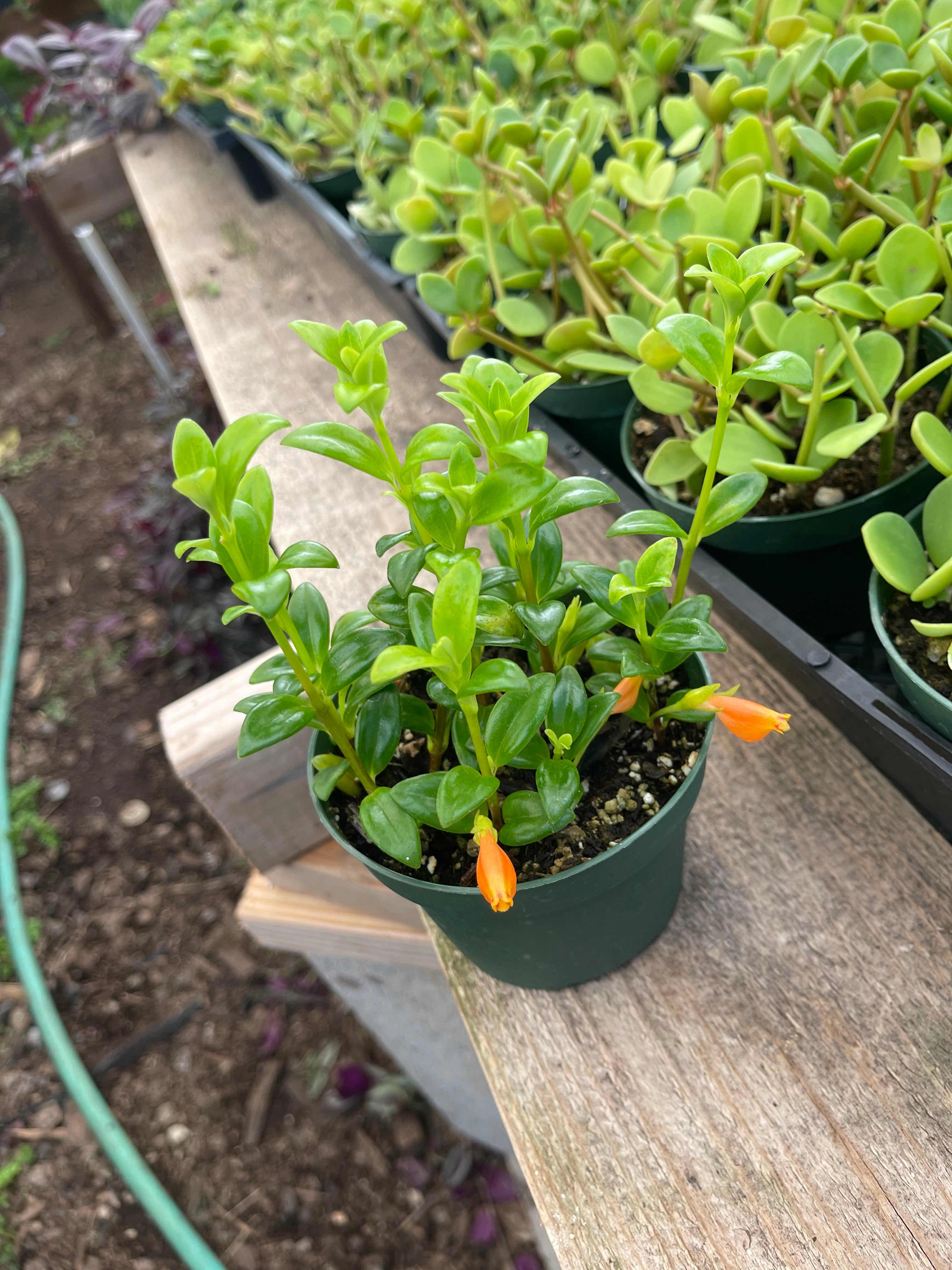 Goldfish Plant – Live Nematanthus Gregarius in 4-Inch Pot