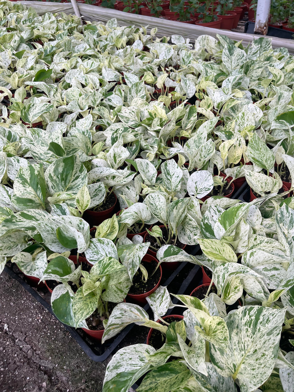 Pothos Snow Queen in A 4in Nursery Pot