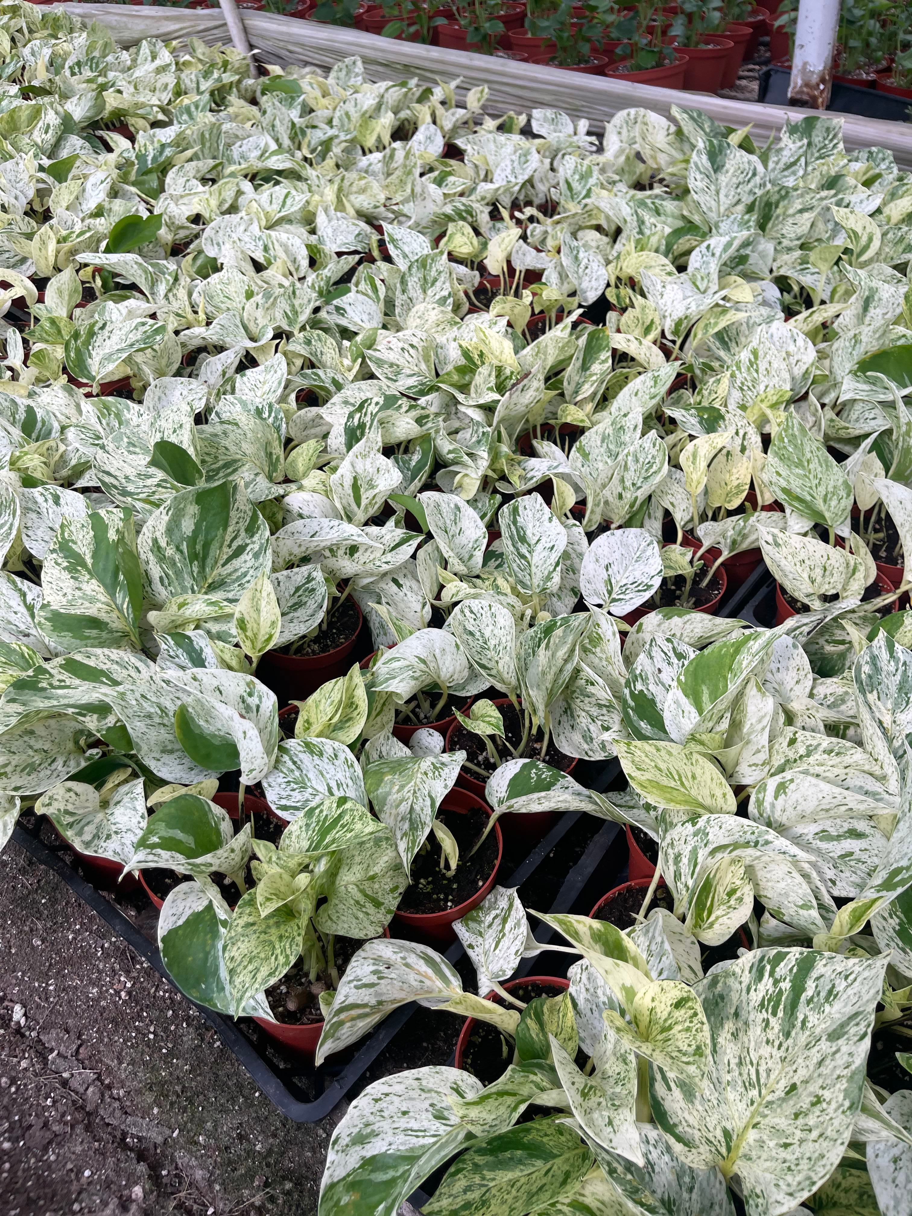 Pothos Snow Queen in A 4in Nursery Pot