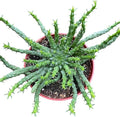 Medusa Euphoriba Succulent in A 4in Pot