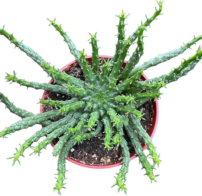 Medusa Euphoriba Succulent in A 4in Pot