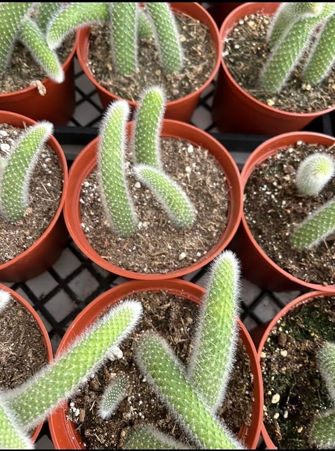 4" Monkey Tail Cactus | Hildewintera Hanging Pot Long and Hairy Tails