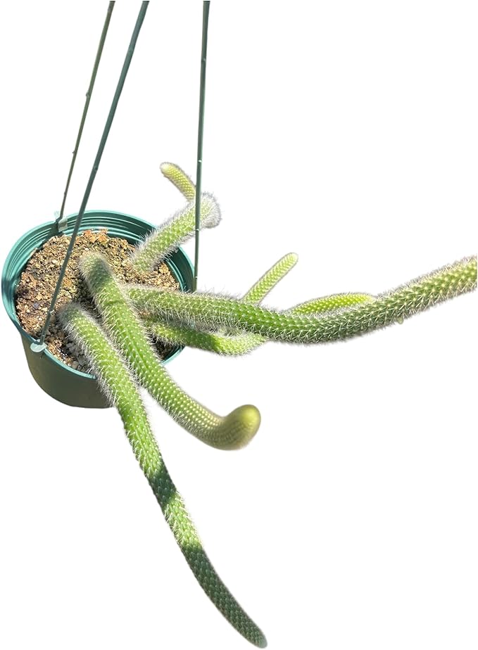 6" Monkey Tail Cactus | Hildewintera Hanging Pot Long and Hairy Tails
