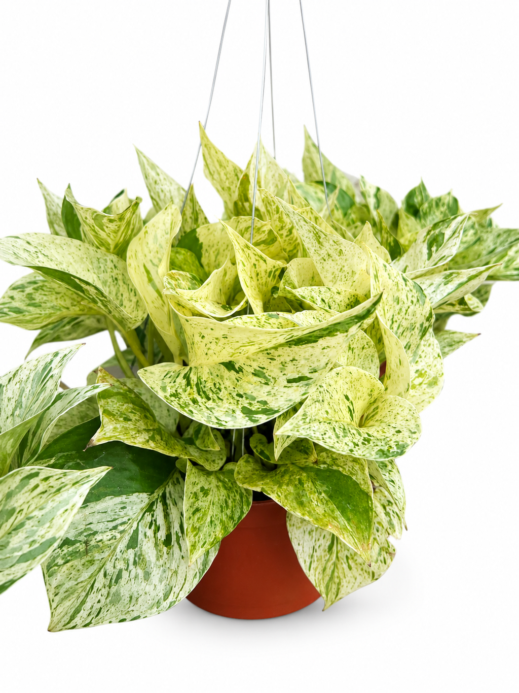 Pothos Snow Queen in A 6in Nursery Pot