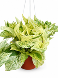 Pothos Snow Queen in A 6in Nursery Pot