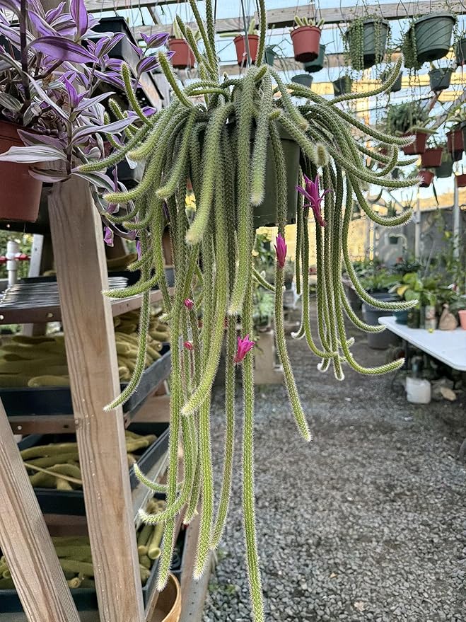 Rat Tail cactus in A 6in Pot
