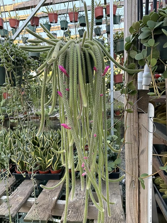 Rat Tail cactus in A 6in Pot