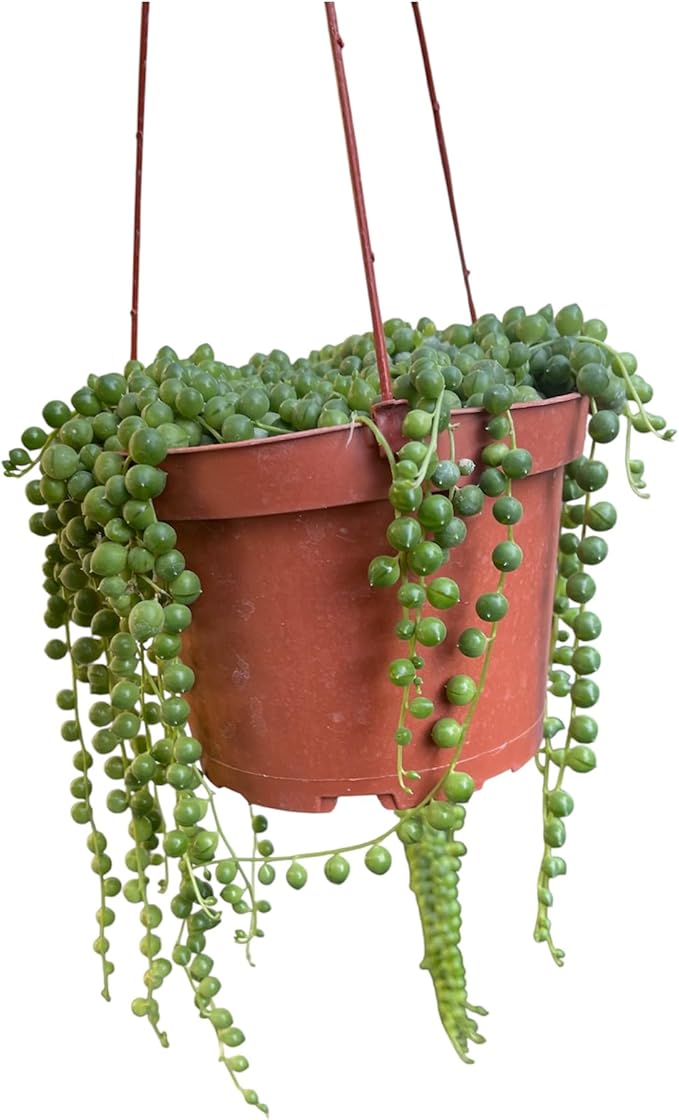String of Pearl in A 6in Hanging Pot