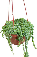 String of Pearl in A 6in Hanging Pot