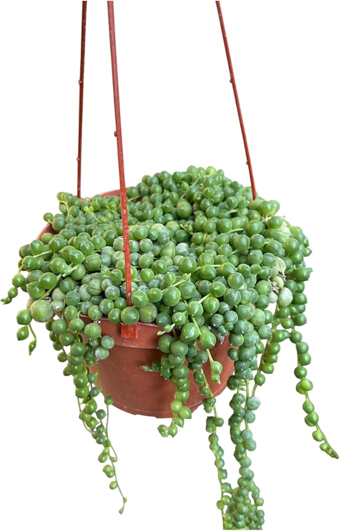 String of Pearl in A 6in Hanging Pot