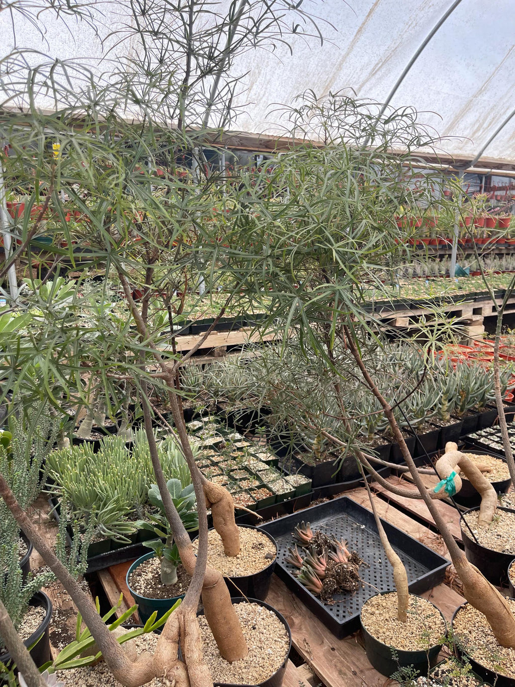 Queensland Bottle Tree – 8” Pot – 4-5 Ft Tall