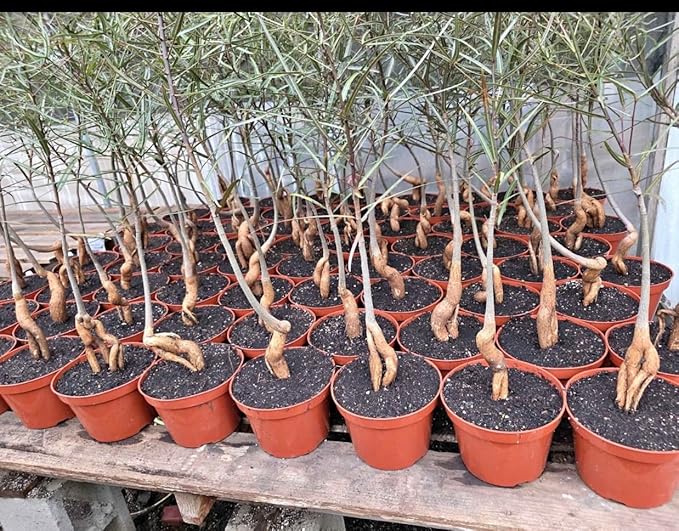 8” Queensland Bottle Tree Bonsai – Rare Caudex Tree in Pot – Australian Desert Plant