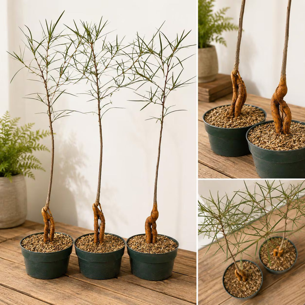 8” Queensland Bottle Tree Bonsai – Rare Caudex Tree in Pot – Australian Desert Plant