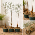 8” Queensland Bottle Tree Bonsai – Rare Caudex Tree in Pot – Australian Desert Plant