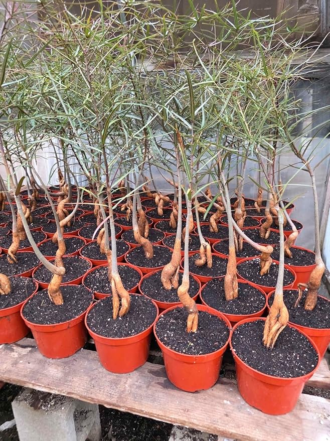 8” Queensland Bottle Tree Bonsai – Rare Caudex Tree in Pot – Australian Desert Plant