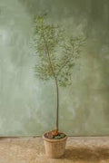Queensland Bottle Tree 9 feet tall