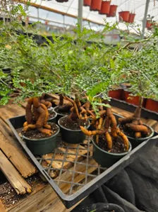Operculicarya Decaryi in 5” Pot – Rare Madagascar Caudex Bonsai