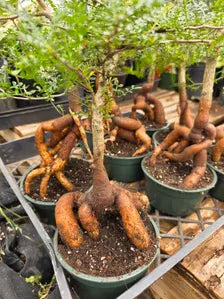 Operculicarya Decaryi in 5” Pot – Rare Madagascar Caudex Bonsai
