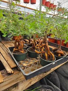 Operculicarya Decaryi in 5” Pot – Rare Madagascar Caudex Bonsai