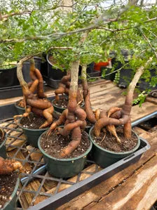 Operculicarya Decaryi in 5” Pot – Rare Madagascar Caudex Bonsai
