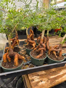 Operculicarya Decaryi in 5” Pot – Rare Madagascar Caudex Bonsai