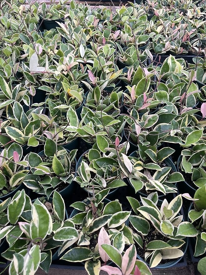 4 Inch Hoya Crimson Queen | Variegated Wax Plant
