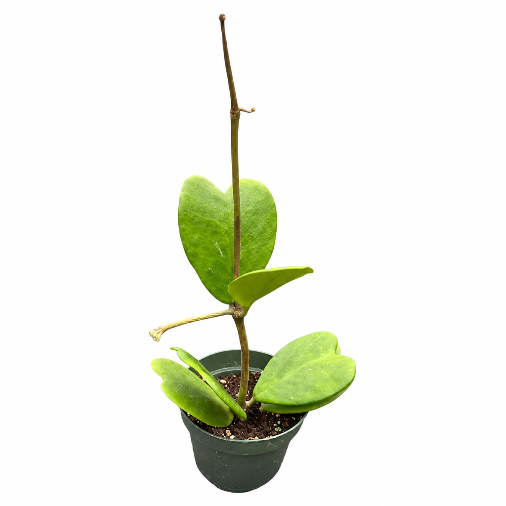 Hoya Kerrii in A 4in pot beautiful heart shape leaves