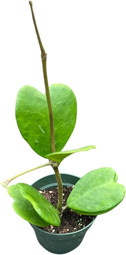 Hoya Kerrii in A 4in pot beautiful heart shape leaves