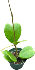 Hoya Kerrii in A 4in pot beautiful heart shape leaves