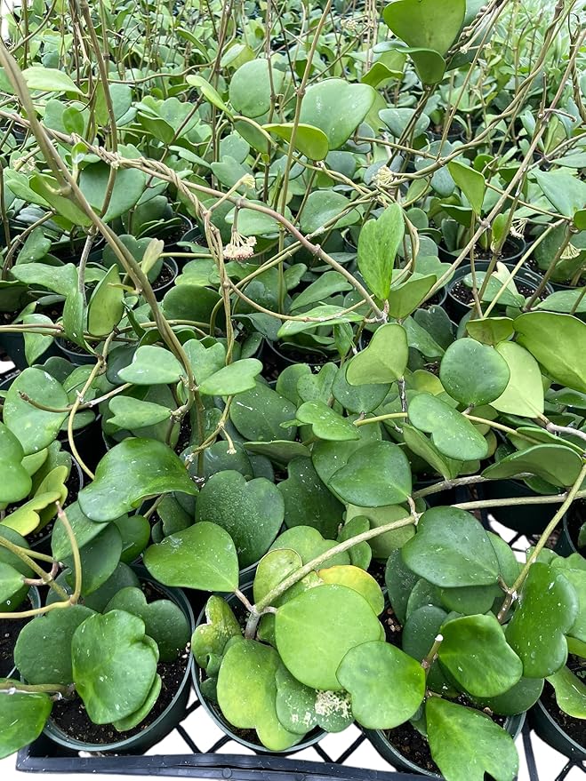 Hoya Kerrii in A 4in pot beautiful heart shape leaves