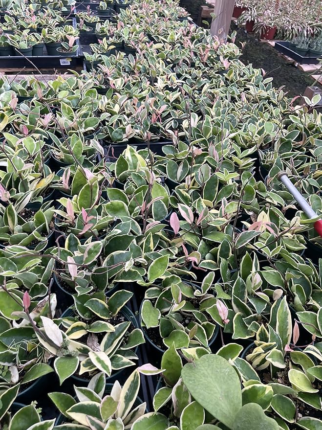 4 Inch Hoya Crimson Queen | Variegated Wax Plant