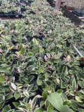 4 Inch Hoya Crimson Queen | Variegated Wax Plant