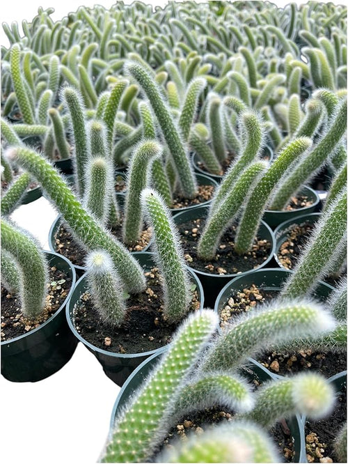 4" Monkey Tail Cactus | Hildewintera Hanging Pot Long and Hairy Tails