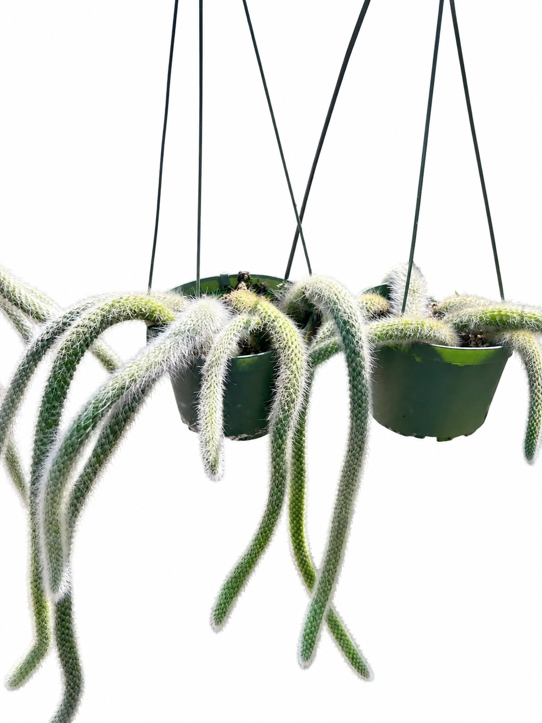 6" Monkey Tail Cactus | Hildewintera Hanging Pot Long and Hairy Tails
