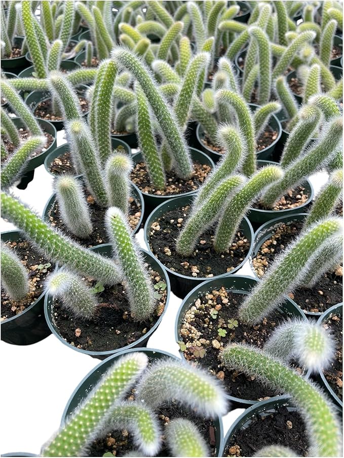 4" Monkey Tail Cactus | Hildewintera Hanging Pot Long and Hairy Tails