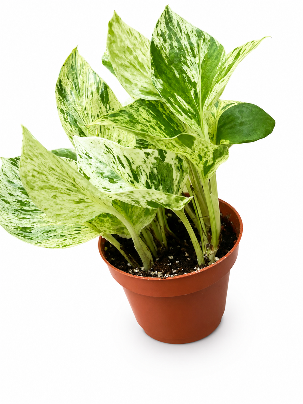 Pothos Snow Queen in A 4in Nursery Pot