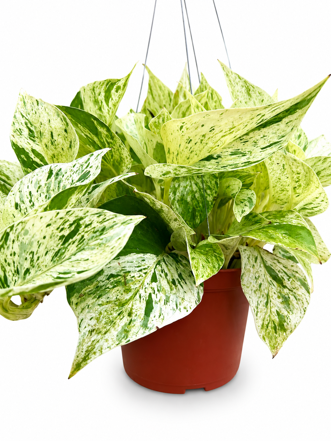 Pothos Snow Queen in A 6in Nursery Pot