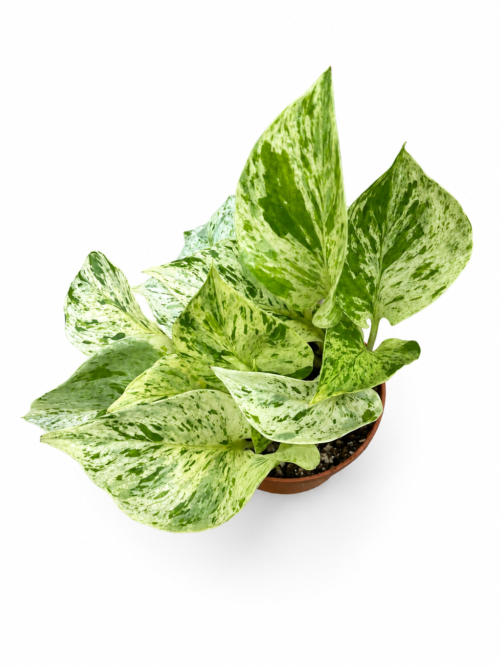 Pothos Snow Queen in A 4in Nursery Pot