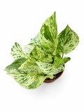 Pothos Snow Queen in A 4in Nursery Pot