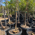 Mature Queensland Bottle Tree – 5 to 6.5 Feet Tall – Shipped Bare Root