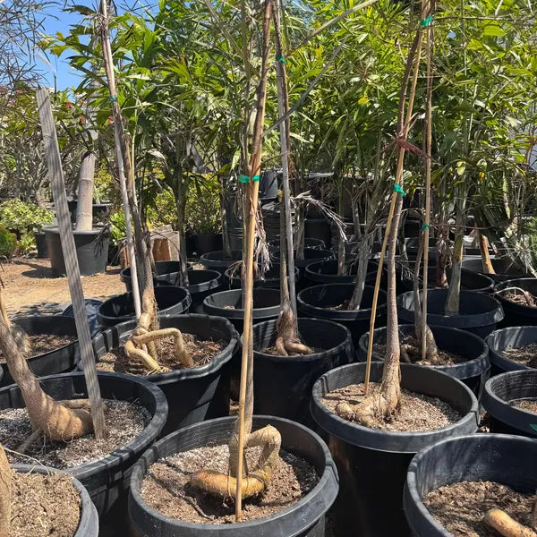 Mature Queensland Bottle Tree – 5 to 6.5 Feet Tall – Shipped Bare Root
