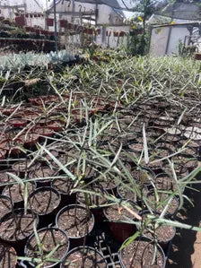 6" Queensland Bottle Tree | Brachychiton Rupestris