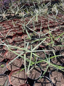 6" Queensland Bottle Tree | Brachychiton Rupestris