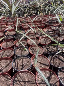 6" Queensland Bottle Tree | Brachychiton Rupestris